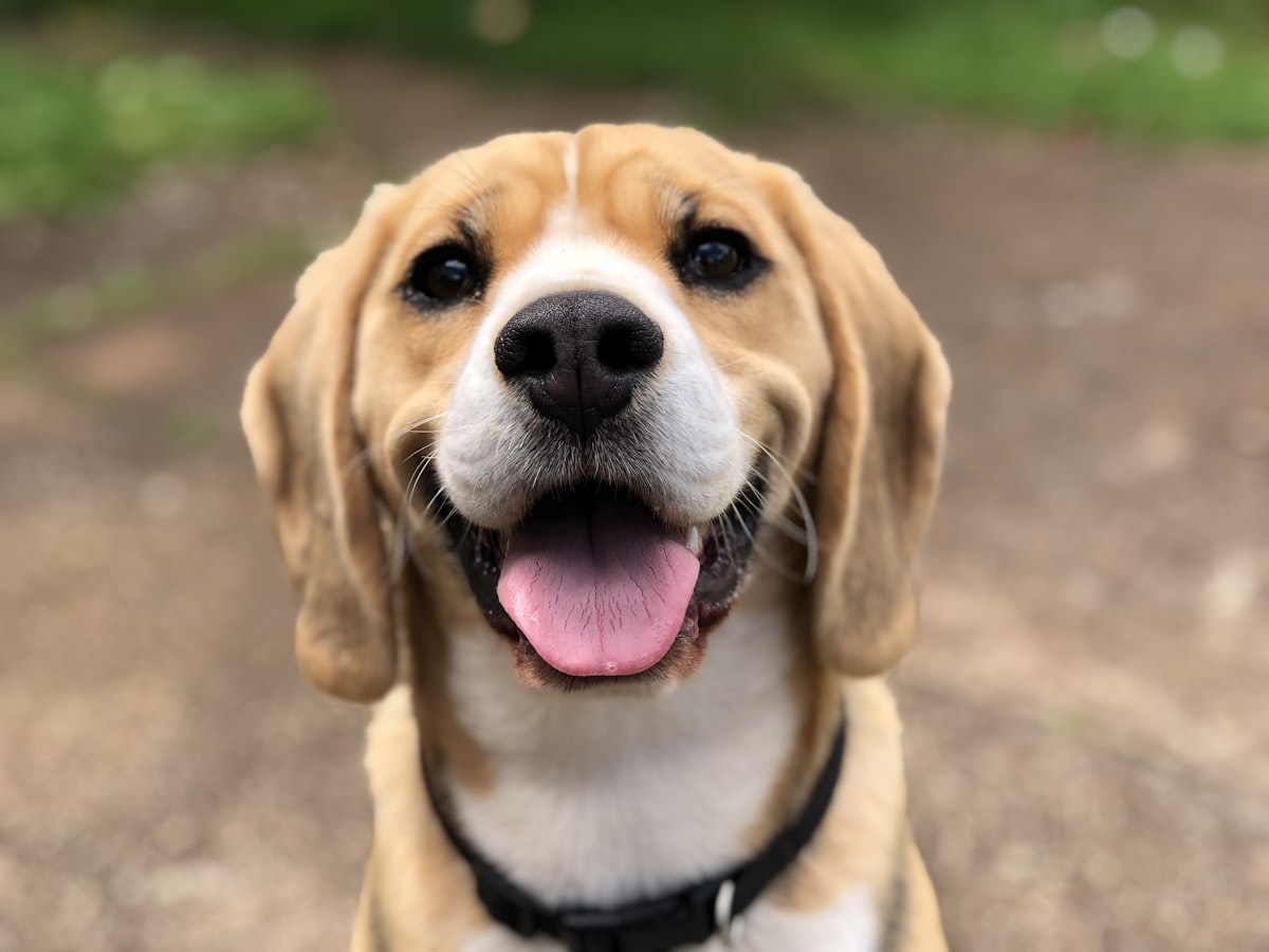 Mascotas insurance hero